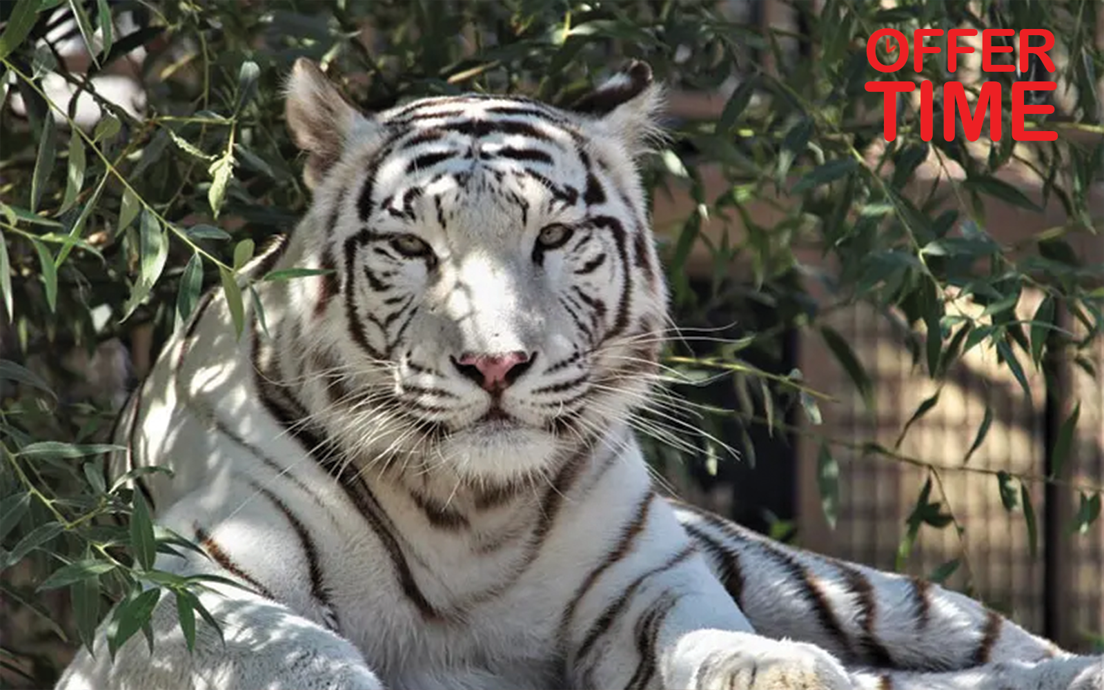 معرفی بهترین باغ وحش های تهران